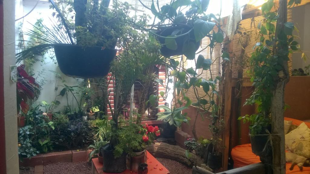 Natural Mystic Hostal Tepoztlán Kültér fotó